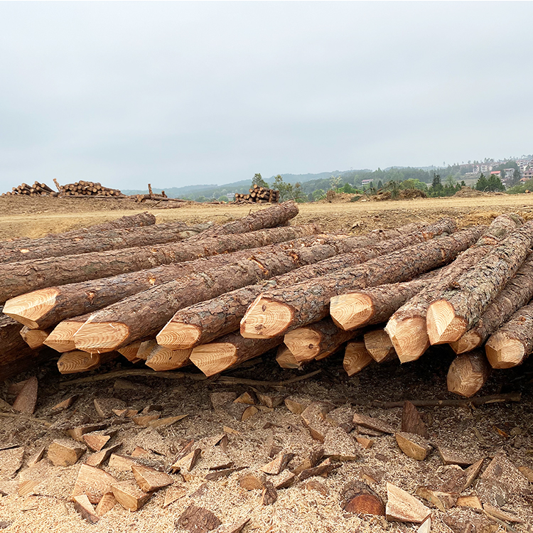 松木樁能用多少年？