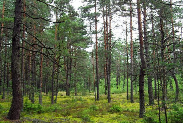 中國主要的松木產(chǎn)地有哪些，不同產(chǎn)地的松木有哪些區(qū)別