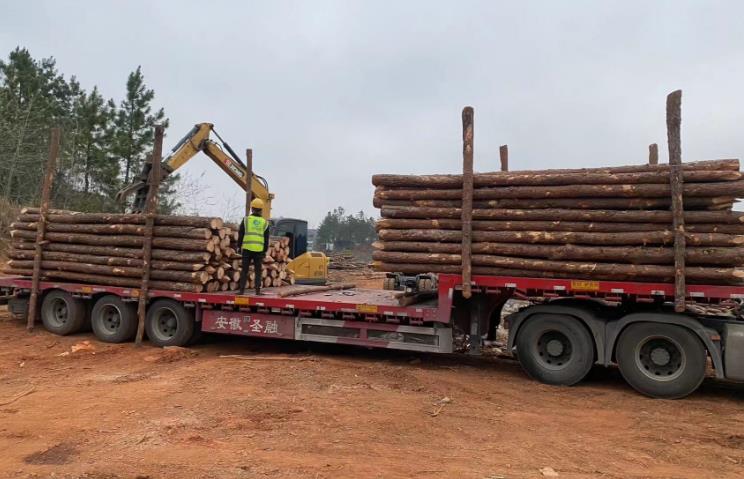 松木樁和杉木樁哪個(gè)更適合打木樁？?jī)烧邊^(qū)別有哪些？