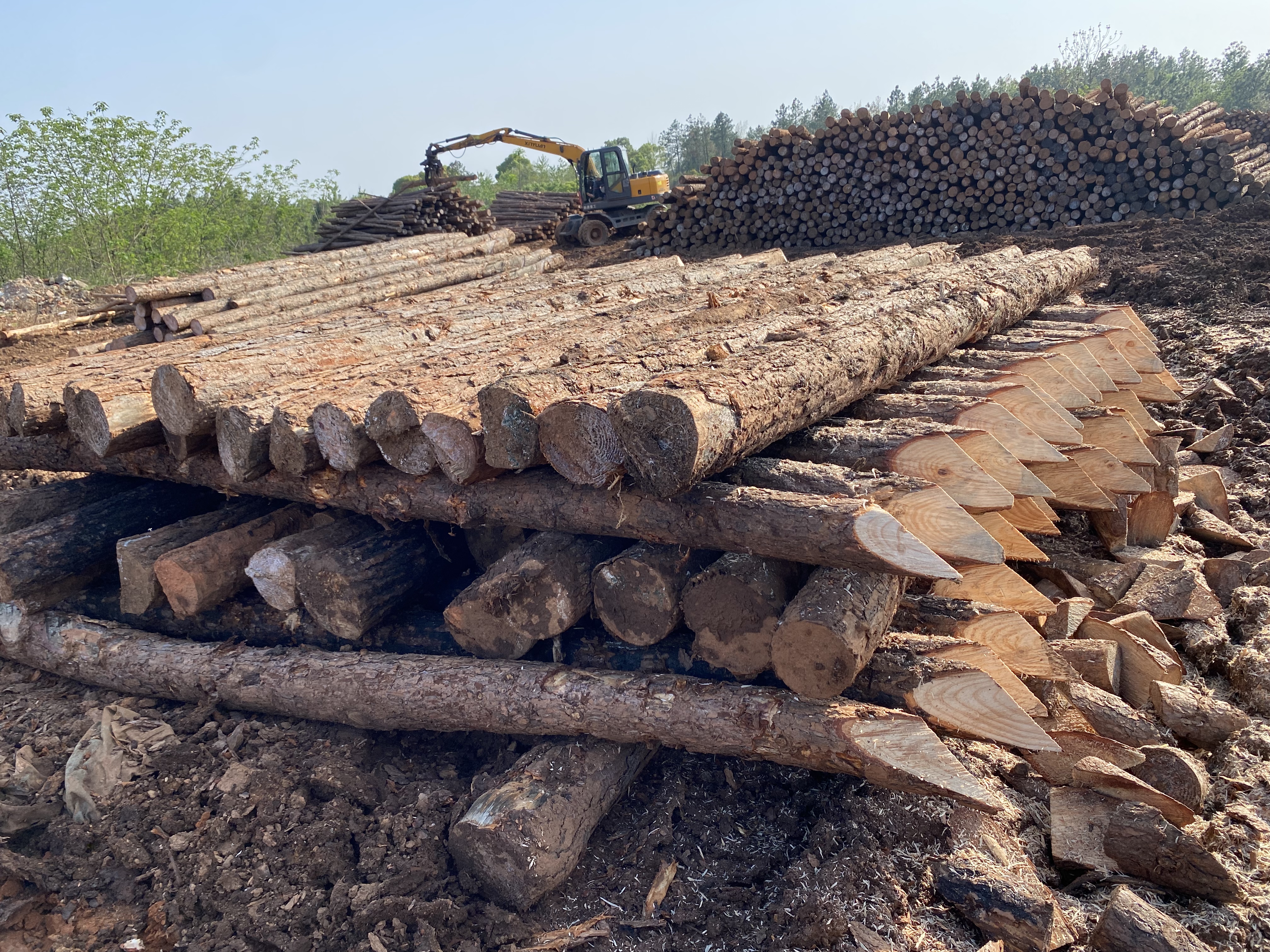 揭開松木的奧秘！松木最全介紹