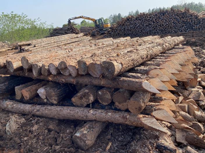 松木樁可做永久基礎(chǔ)處理(打造最牢固基礎(chǔ)，松木樁無(wú)可比擬)