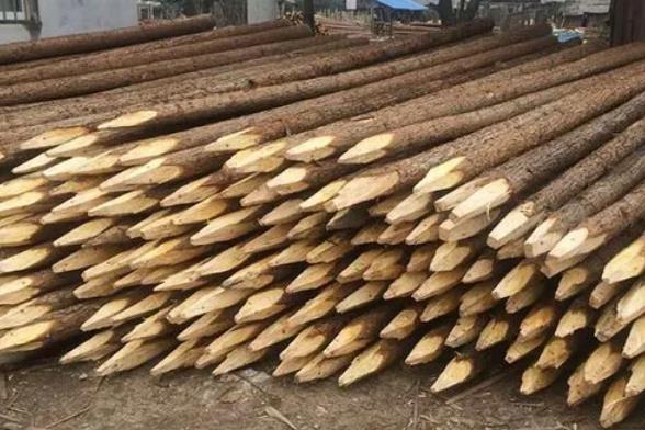 松木樁為什么要削尖，松木樁削尖技巧