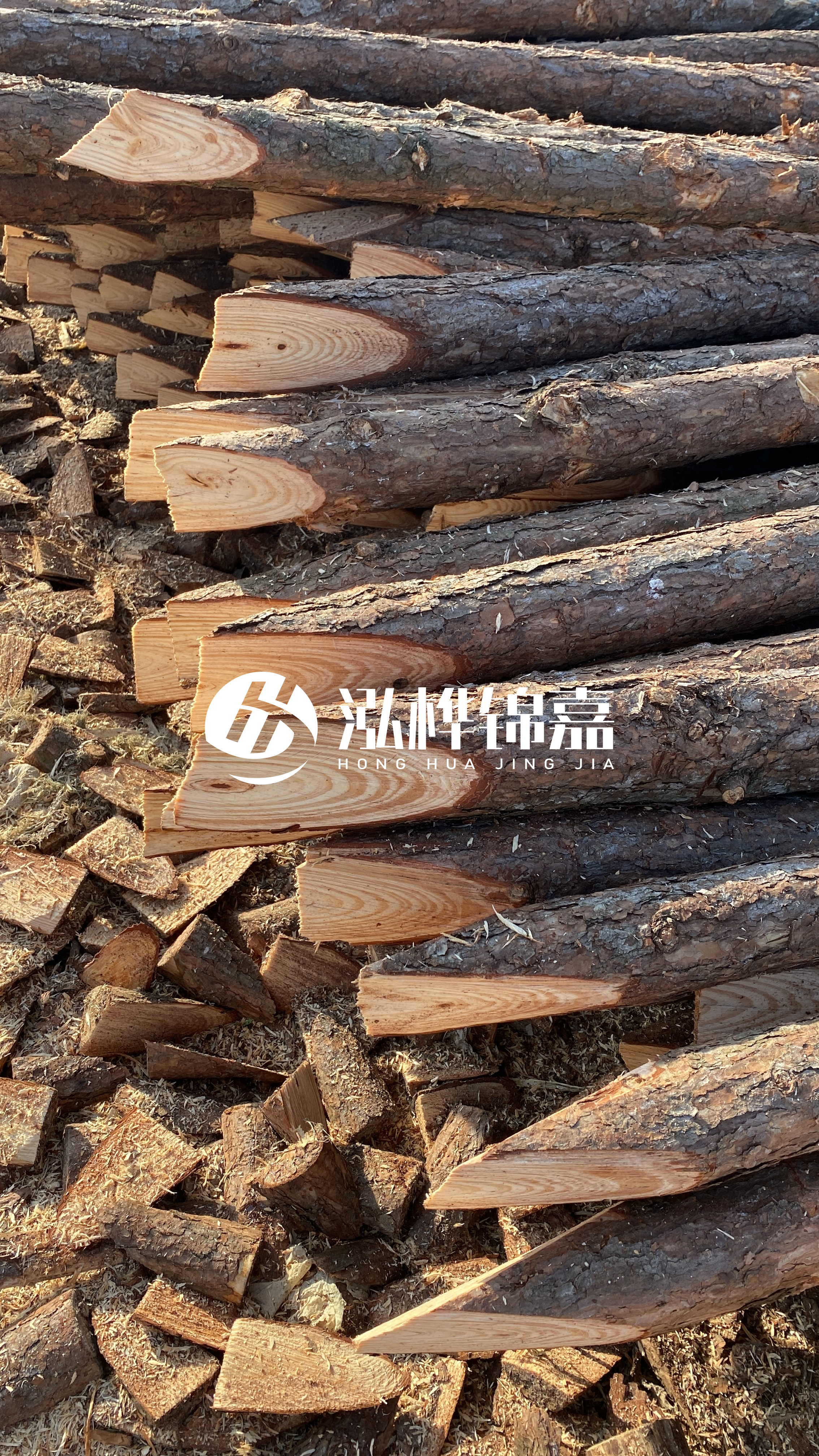 松木樁怎么分辨好壞？學會這幾招，輕松分辨松木樁好壞不踩雷！