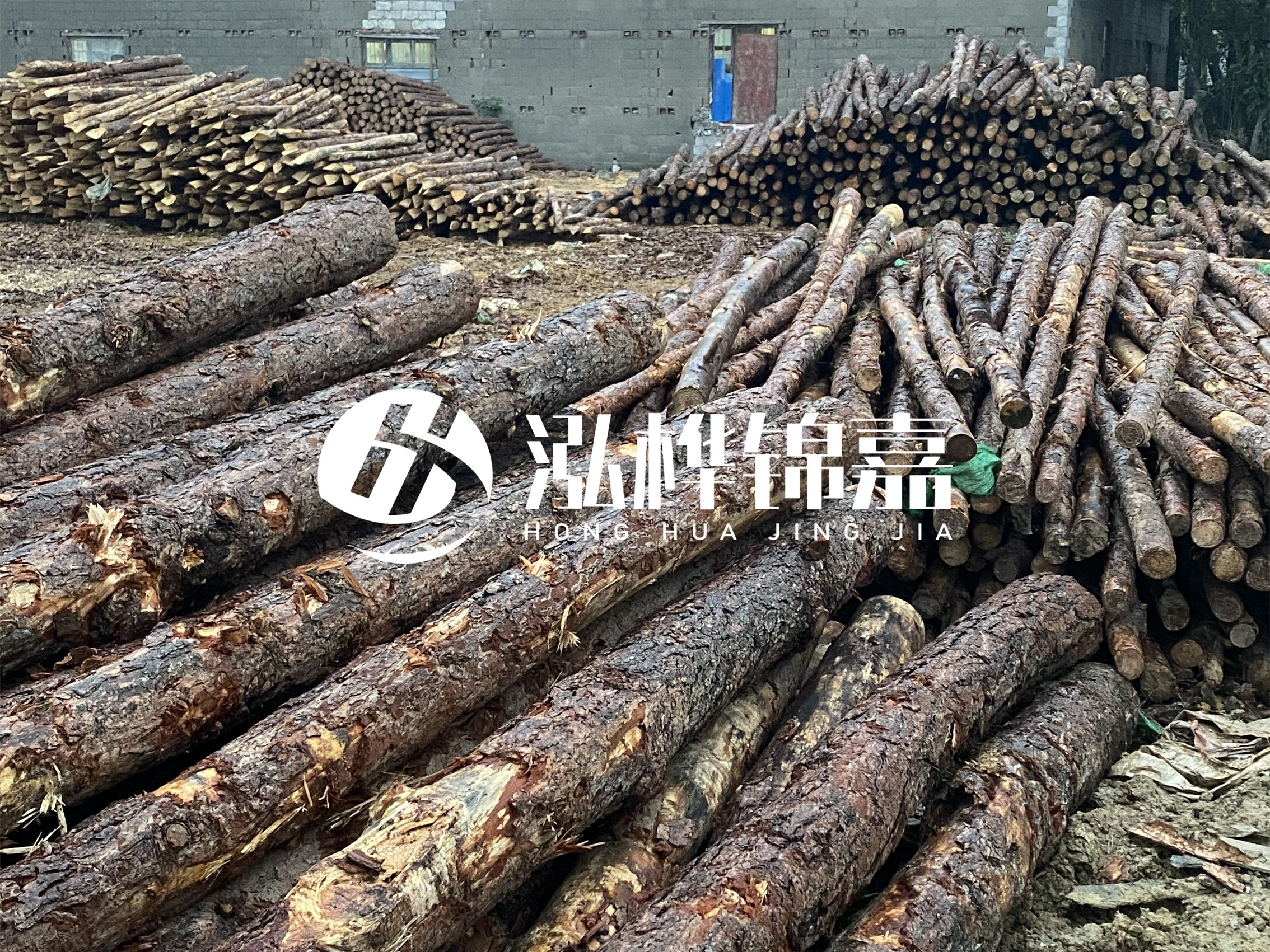 松木樁批發(fā)廠家泓樺錦嘉 - 河道松木樁如何選擇優(yōu)質木材？