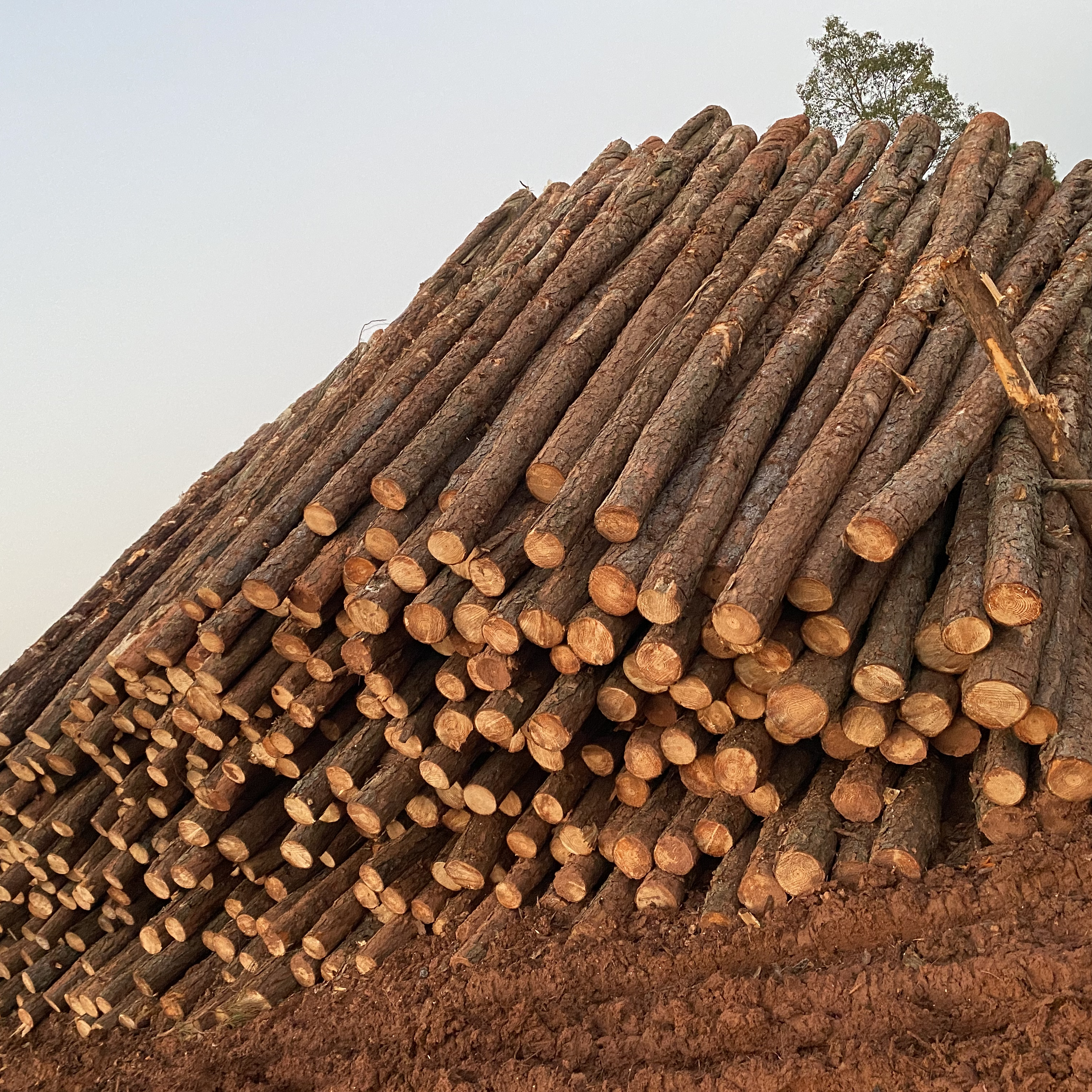 松木樁廠家泓樺錦嘉-松木樁施工后出現(xiàn)松動(dòng)怎么加固？