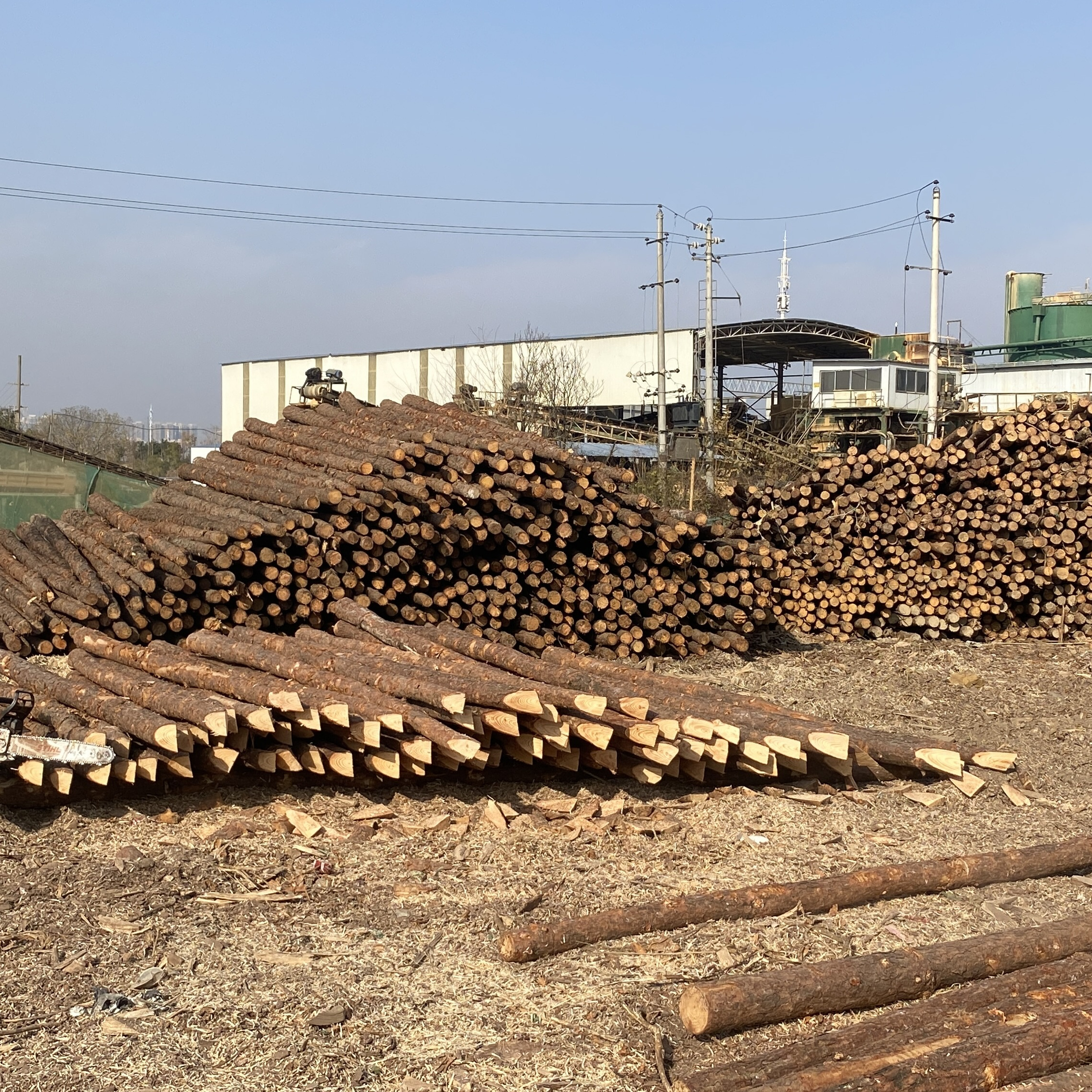 松木樁廠家泓樺錦嘉 - 原木松木樁用于圍堰工程需要削尖樁頭嗎？?